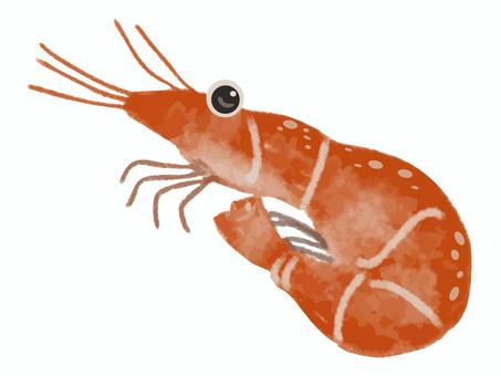 海老 海老,エビ,魚介,赤,食材,魚介類,海洋生物,甲殻類,生き物,食用のイラスト素材