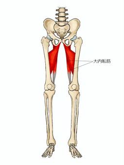 大内転筋のイラスト 大内転筋,筋,筋肉,ガイコツ,解剖,骨,モデル,骨格,解剖学,スケルトンのイラスト素材