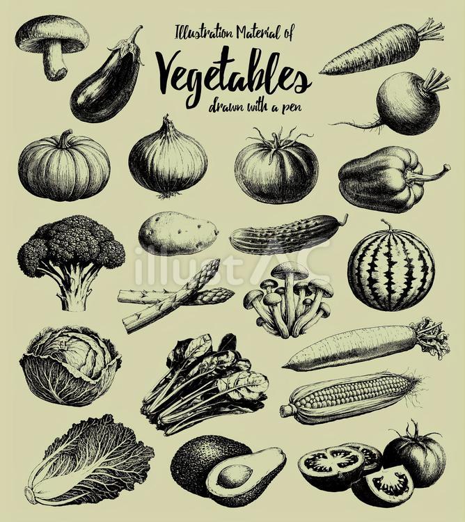 ペンで描いた野菜の線画イラスト素材 線画,ペン画,手描きのイラスト素材