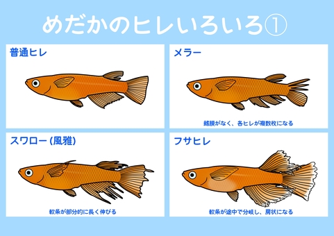 改良メダカのヒレいろいろ① メダカ,改良メダカ,めだか,ヒレ,かわいい,きれい,魚,淡水魚,無料,フリーのイラスト素材