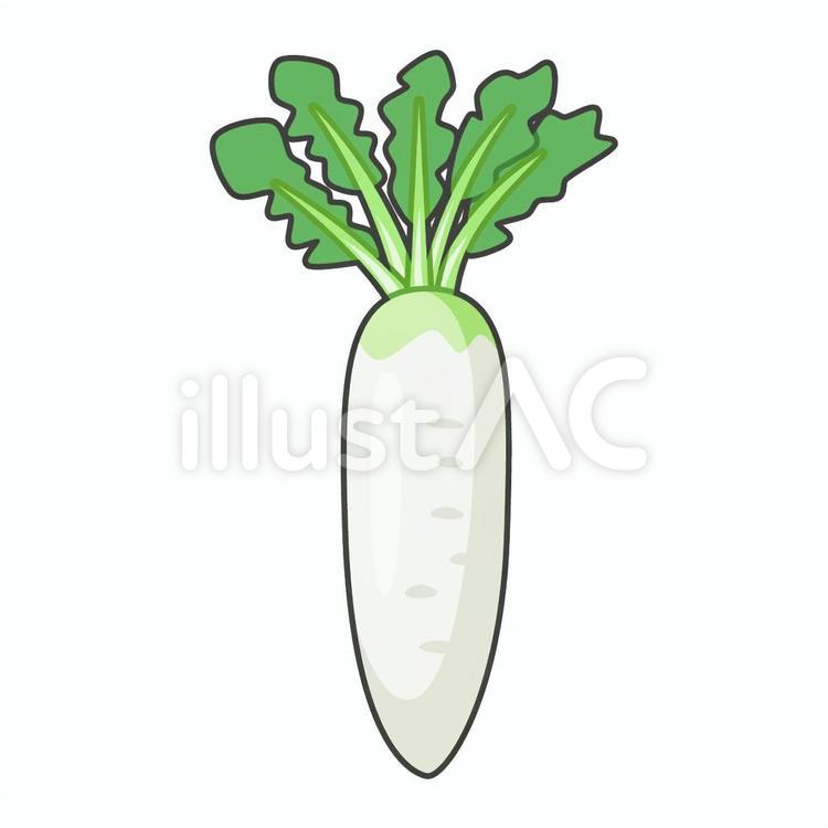 大根_修正版 大根,野菜,根菜のイラスト素材