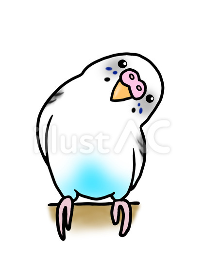 セキセイインコ ハルクイン