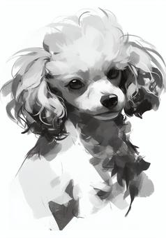 貴賓狗單色, 狗, 贵宾犬, 皂白, JPG 和 PNG
