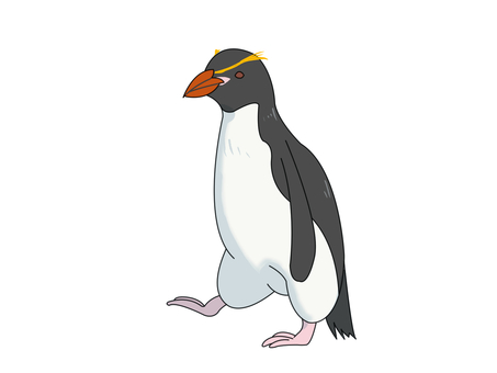 ハシブトペンギン（歩く） ハシブトペンギン,スネアーズペンギン,ペンギン,鳥,動物,歩くのイラスト素材