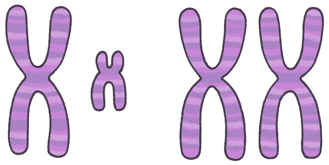 ＸとＹ染色体 染色体,遺伝子,遺伝情報,ｄｎａ,ｘ染色体,ｙ染色体,女性,男性,テロメア,セントロメアのイラスト素材