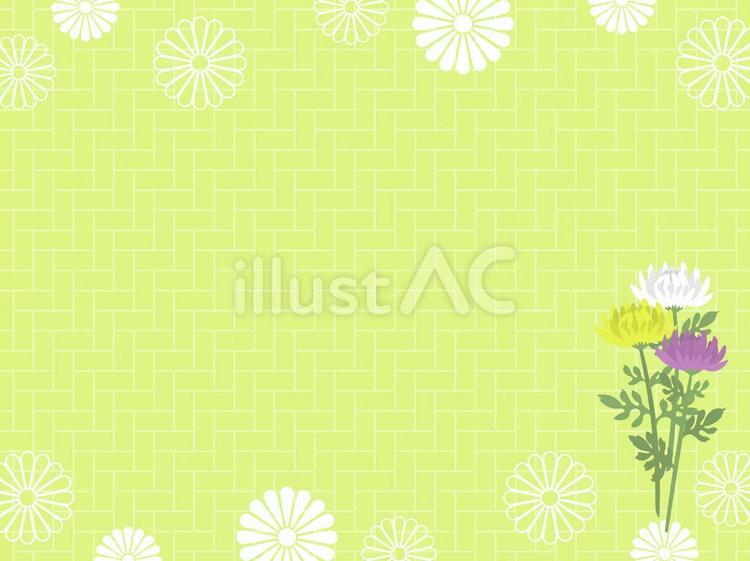 菊　フレーム背景8 菊,花,秋のイラスト素材