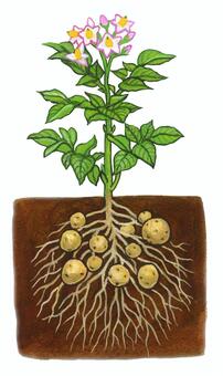 畑に植わっているジャガイモ ジャガイモ,野菜,根菜類,イモ類,葉っぱ,花,畑,栽培,地中,根のイラスト素材