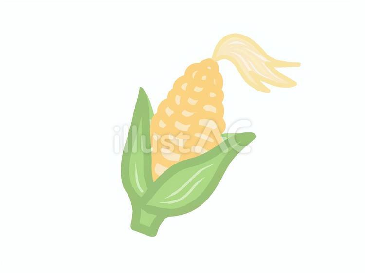 とうもろこし とうもろこし,コーン,葉っぱのイラスト素材