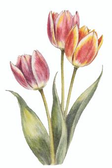 チューリップのイラスト