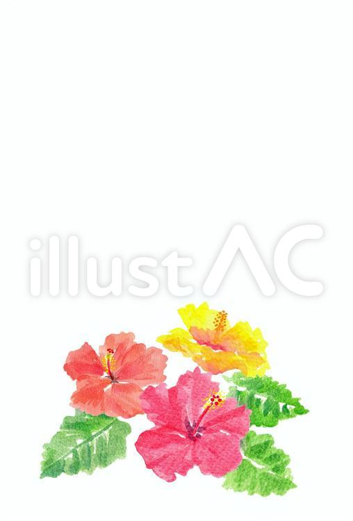 季節のはがき【夏・ハイビスカス】 ハイビスカス,花,南国のイラスト素材