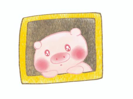 Illustration, una finestra, pigs, animale, 