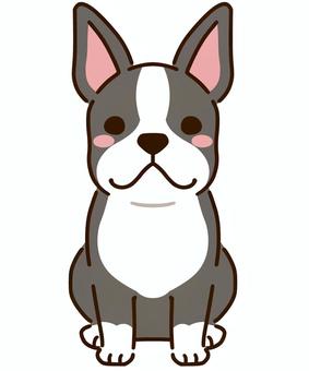 ボストンテリア ボストンテリア,アメリカ,テリア,犬,小型犬,哺乳類,愛犬,飼い犬,動物,全身のイラスト素材