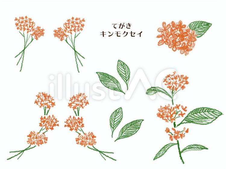 てがき　金木犀 手描き,キンモクセイ,花のイラスト素材