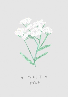 アキレア 花,花言葉,ポストカード,絵葉書,ハガキ,夏のイラスト素材