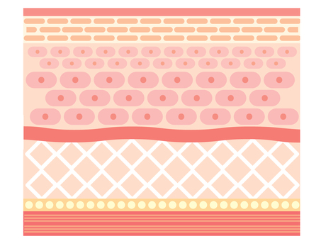 人間の皮膚の断面図 皮膚,断面図,肌,皮下組織,表皮,細胞,人体,人間,ヒト,図解のイラスト素材