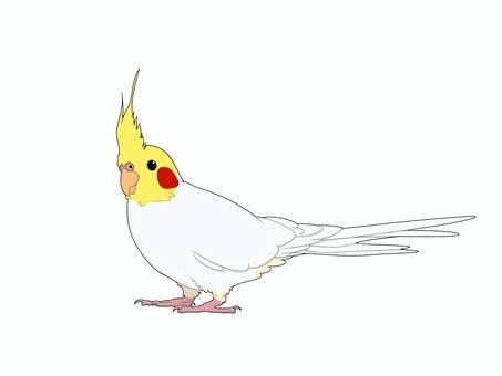 オカメインコルチノー オカメインコルチノー 鳥,インコ,オカメインコ,手乗り,ペット,フリー,無料,かわいい,癒やしのイラスト素材