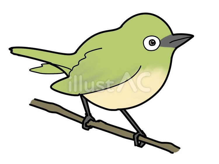 メジロのイラスト 鳥,動物,可愛いのイラスト素材