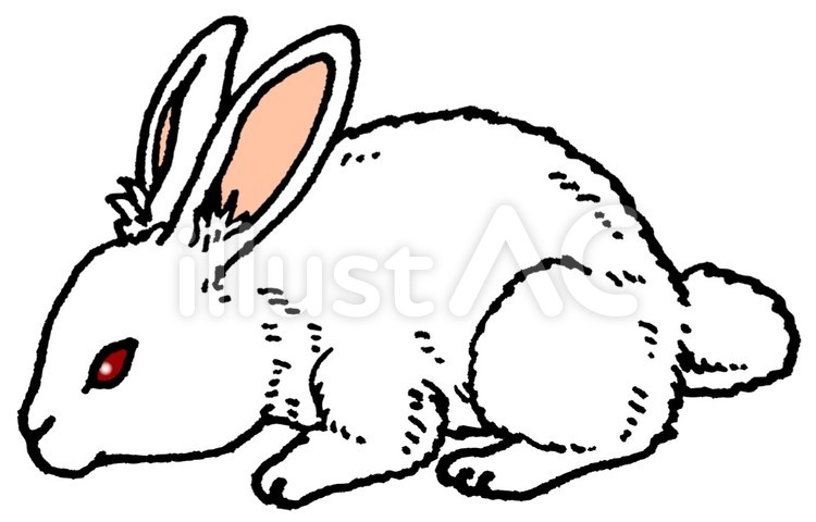 ウサギ うさぎ,うさぎーrequest,ウサギのイラスト素材