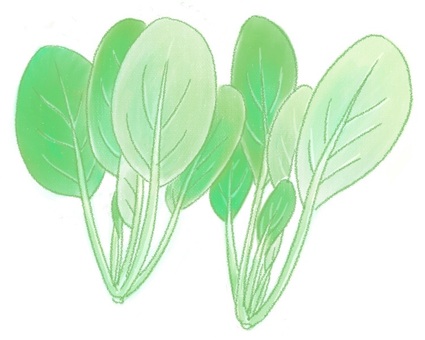 小松菜 小松菜,野菜,食べ物,手描き,スケッチ,植物,緑のイラスト素材