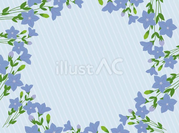 桔梗　フレーム背景4 桔梗,花,植物のイラスト素材