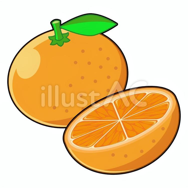 みかんの断面 みかん,オレンジ,断面のイラスト素材