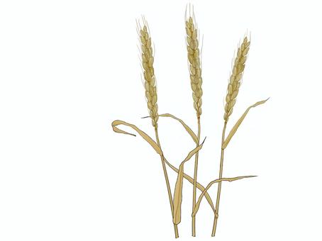 Ear of wheat 01, JPG, PNG and AI Ear of wheat 01, , JPG, PNG and AI