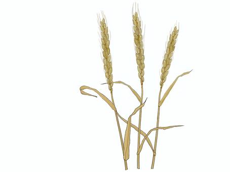 Ear of wheat 01, plant, wheat, wheat, JPG, PNG and AI