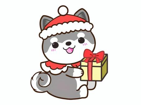 クリスマスな黒柴 犬,柴犬,黒柴,動物,クリスマスのイラスト素材