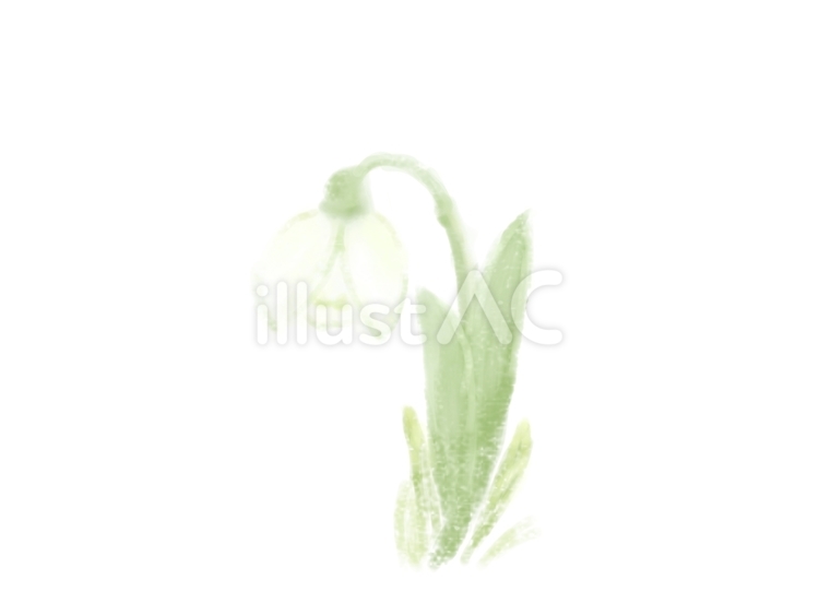 25_まつゆき草2 待雪草,花,冬のイラスト素材
