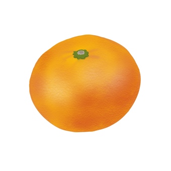 リアルなみかん　1個　手描き