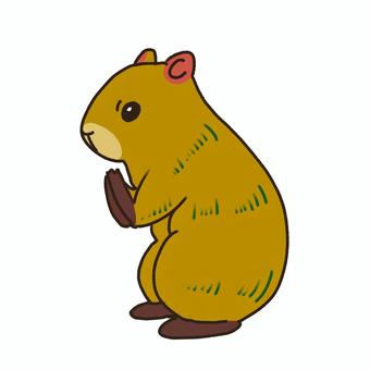 Illustration, seal agouti, agouti, rodent, 