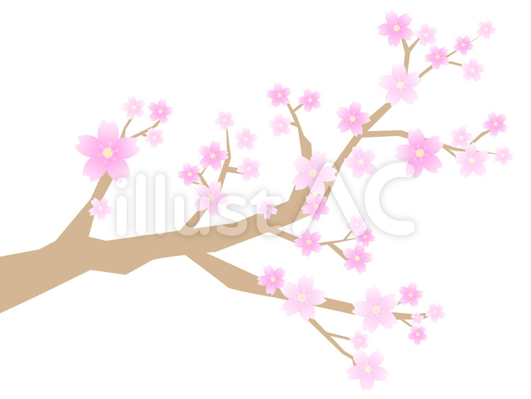 桜 さくら,サクラ,桜の木のイラスト素材
