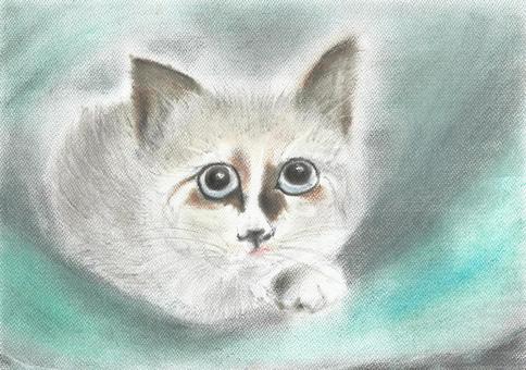 ラグドール 猫,ラグドール,青い瞳,色鉛筆,見つめるのイラスト素材