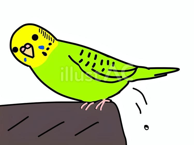 フンを落とすインコ 生き物,ペット,飼育のイラスト素材