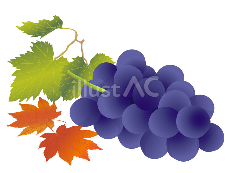 ぶどうと秋の葉 ぶどう,巨峰,紅葉のイラスト素材