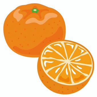 みかん（カットと丸ごと） みかん,ミカン,蜜柑,オレンジ,果物,フルーツ,冬,食べ物,カット,丸ごとのイラスト素材