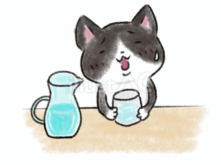 水分補給をするハチワレ猫 水分補給,脱水症状,ハチワレのイラスト素材