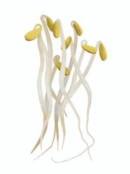豆芽, JPG 和 PNG 豆芽, 豆芽兒, 豆芽, 蔬菜, JPG 和 PNG