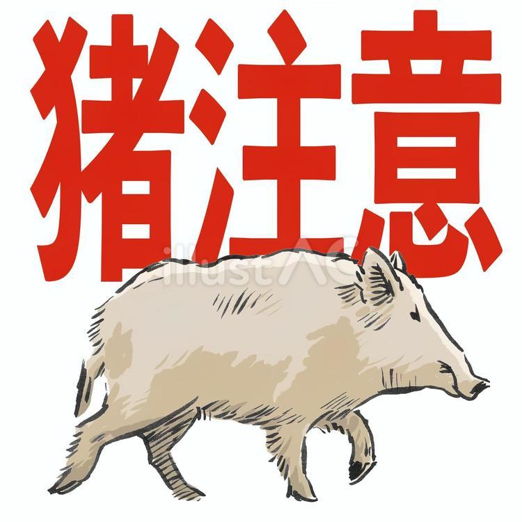 猪注意のイラスト② 猪,獣害,獣のイラスト素材
