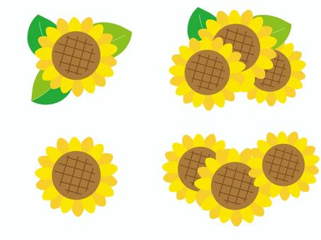 Illustration, sunflower, set, midsummer, 