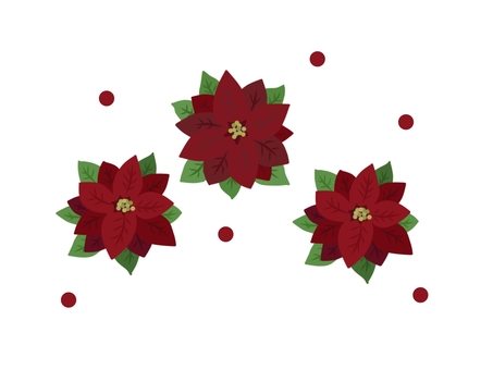 winter poinsettia, winter, december, poinsettia, JPG and PNG