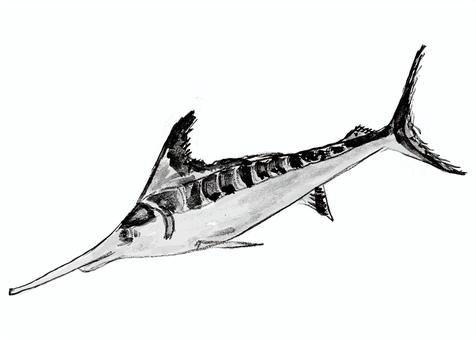 マカジキ マカジキ,食用,魚,海,動物,海類,外洋,釣り魚のイラスト素材