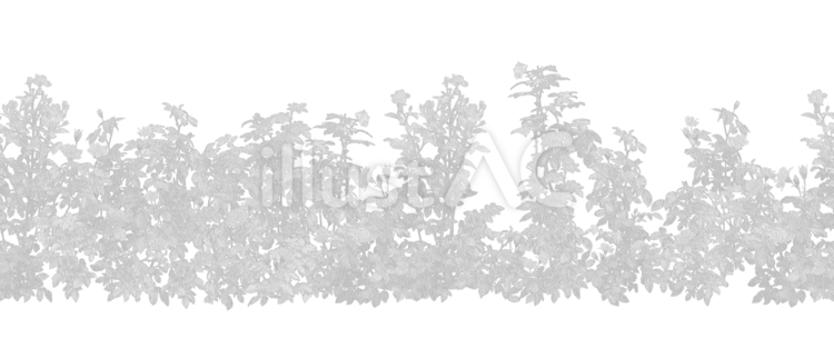 白エンボスの横シームレスな薔薇 A B バラ,花,植物のイラスト素材