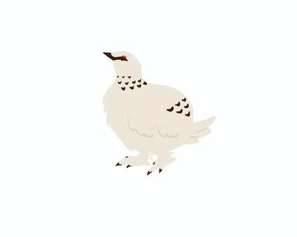 ライチョウ02 野鳥,手書き,ゆるい,自然,雷鳥のイラスト素材