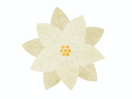 ポインセチアの手描き水彩イラスト 白