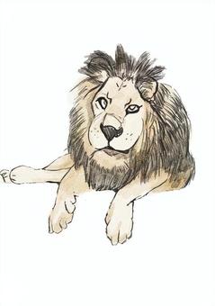 ライオン ライオン ライオン,動物,リアル,百獣の王,猛獣,野生,手描き,雄のイラスト素材