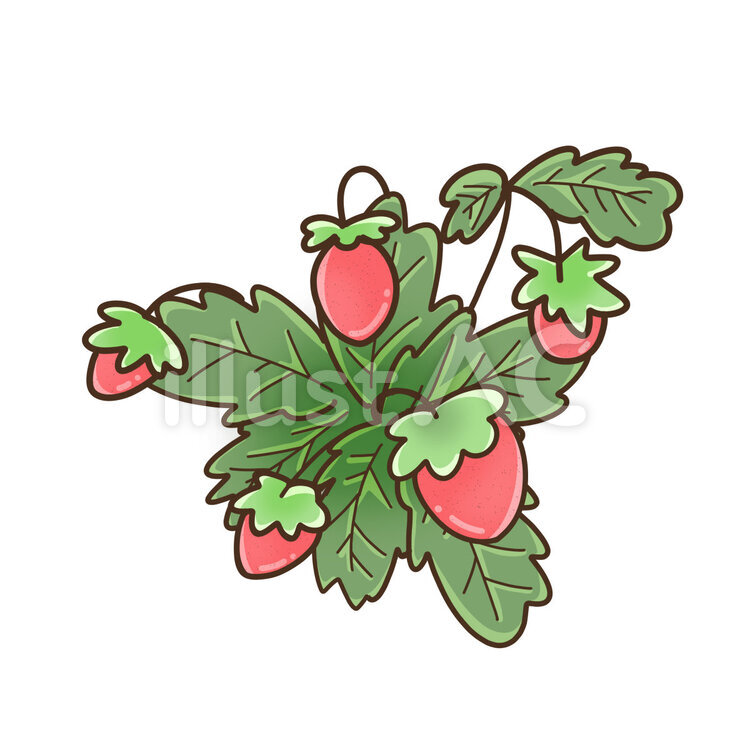 たくさんのイチゴ イチゴ,苺,美味しいのイラスト素材