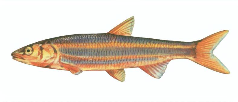 ウグイ - 婚姻色 ウグイ,魚,うぐい,婚姻色,春,淡水魚,川魚,ハヤ,マルタ,川釣りのイラスト素材