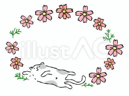 コスモス 猫