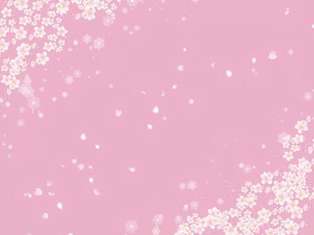 Sudden cherry tree, cherry blossoms, pink, petal, JPG and PNG